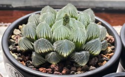 玉露品种怎么区分？对照表看这里！