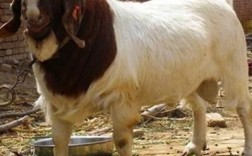 山东本地山羊品种图片