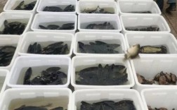 田螺泥鳅混养技术视频，关键点在哪？