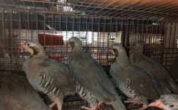 哪些鹧鸪品种允许养殖？