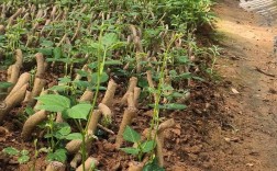 葛根种苗哪提供？种植技术怎么学？