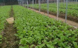 蔬菜夏季管理技术视频