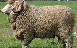 最漂亮的羊品种是哪个？