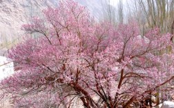 哪种杏树开花最好看？