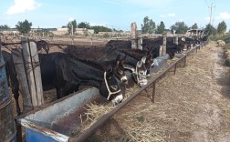 养毛驴哪个品种最赚钱？