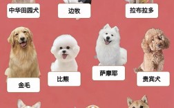 育肥狗选什么品种最合适？