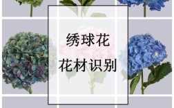 绣球叶子品种差异大吗？