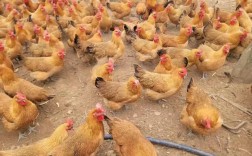 瑶鸡品种有哪些？