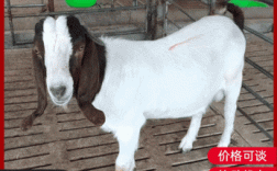 山东波尔山羊母羊价格多少？