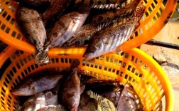 哪种鳜鱼品种最适合养殖？