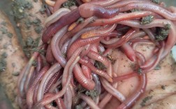 养殖蚯蚓选什么品种最合适？