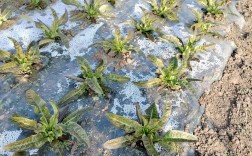 大棚莴笋秧苗如何高效种植？