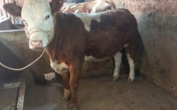 繁殖母牛品种选哪种最合适？