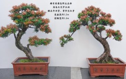 为何罗汉松品种有高矮之分？