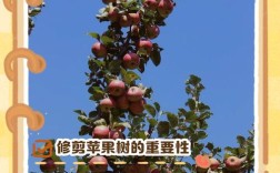 苹果首年管理关键点有哪些？