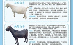 养羊什么品种利润最高？