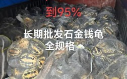 2025年7月石龟价格会涨还是跌？