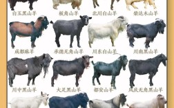 rou羊品种有哪些？图片怎么找？