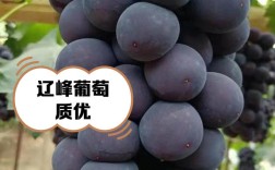 东北冰葡萄是什么品种