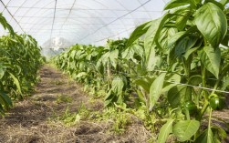 大棚甜椒种植技术视频怎么学才高效？
