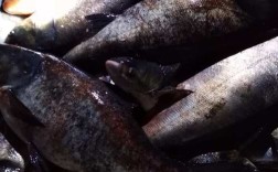 网箱灯光如何高效养殖花鲢？