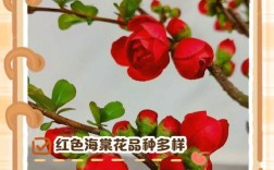 海棠花有哪些常见品种？