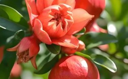 花石榴品种及图片大全