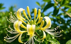 稀少金银花品种有哪些？