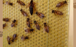 高产蜜蜂蜂王品种有哪些？