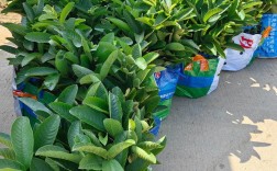 西瓜芭乐怎么种好？管理技术要点有哪些？