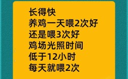 肉鸡养殖需多少天出栏？