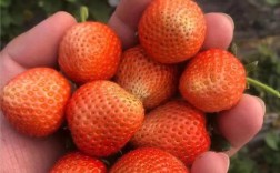 深红色草莓是什么品种？