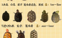 国龟有哪些品种 价格