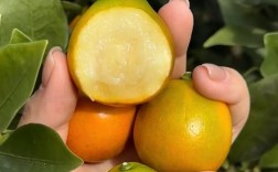 哪个桔子品种最赚钱？