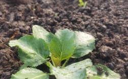 冬季菜花种植技术图片有哪些要点？