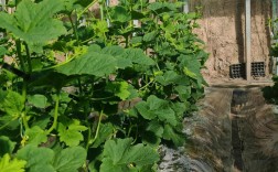 大棚种香瓜技术视频有哪些关键点？