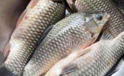 什么品种的鲫鱼长得快