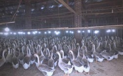 鹅反季繁殖技术如何突破自然限制？