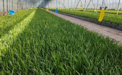 韭菜新型技术怎么种才实用？