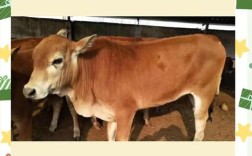 西门塔尔种牛价格受哪些因素影响？