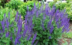 宿根花卉栽培有哪些关键技术要点？如何确保其长期生长与繁茂？