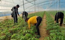 冬天大棚土豆怎么种才高产？