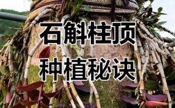 铁皮石斛种植技术有哪些关键要点？