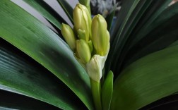 君子兰开花有哪些常见品种？