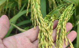 南方高产量水稻品种有哪些？