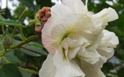 木芙蓉品种多，药用价值具体有哪些？