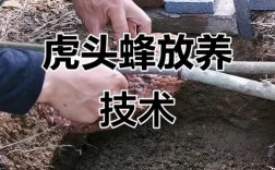 马蜂养殖技术要点有哪些？