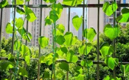 南方阳台香瓜怎么种？高产技巧有哪些？