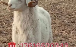 纯种小尾寒羊种羊价格多少钱一只？