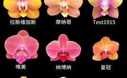 世界兰花品种大全图片有哪些珍稀品种？